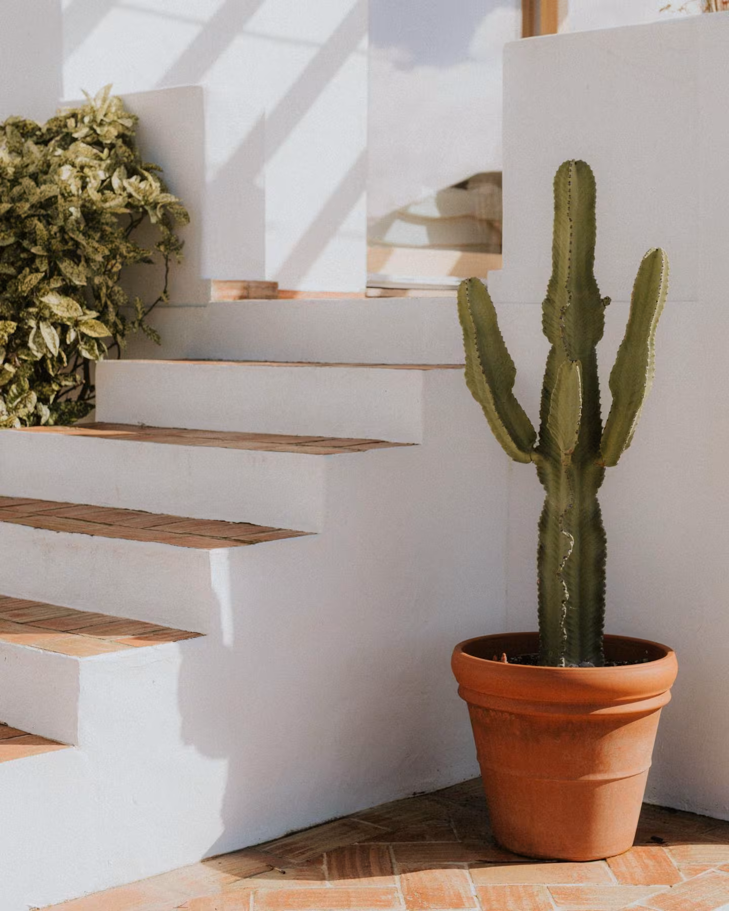 Cactus and afternoon light on whitewashed stairs