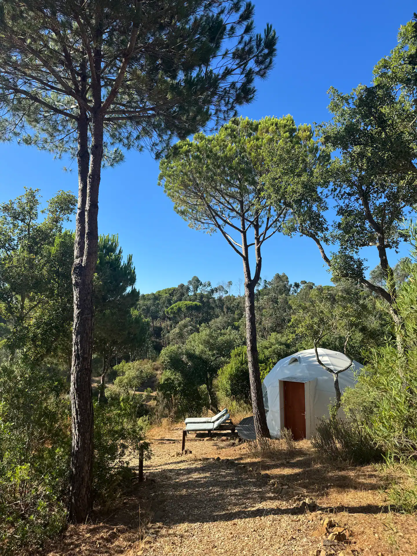 Yurt among the pines