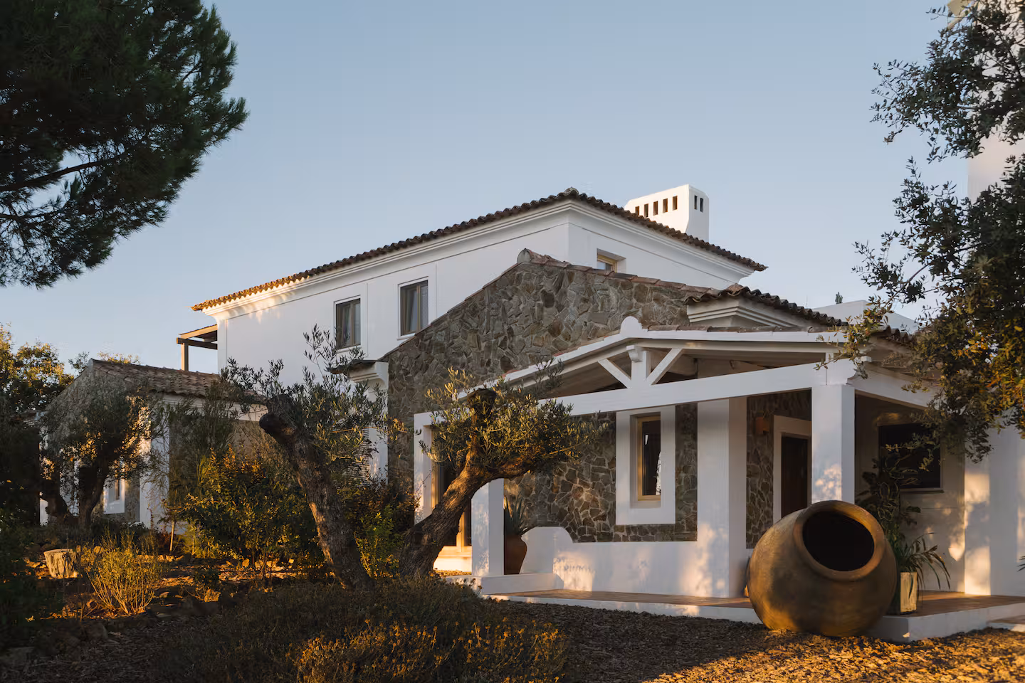 Olive tree by the house at golden hour