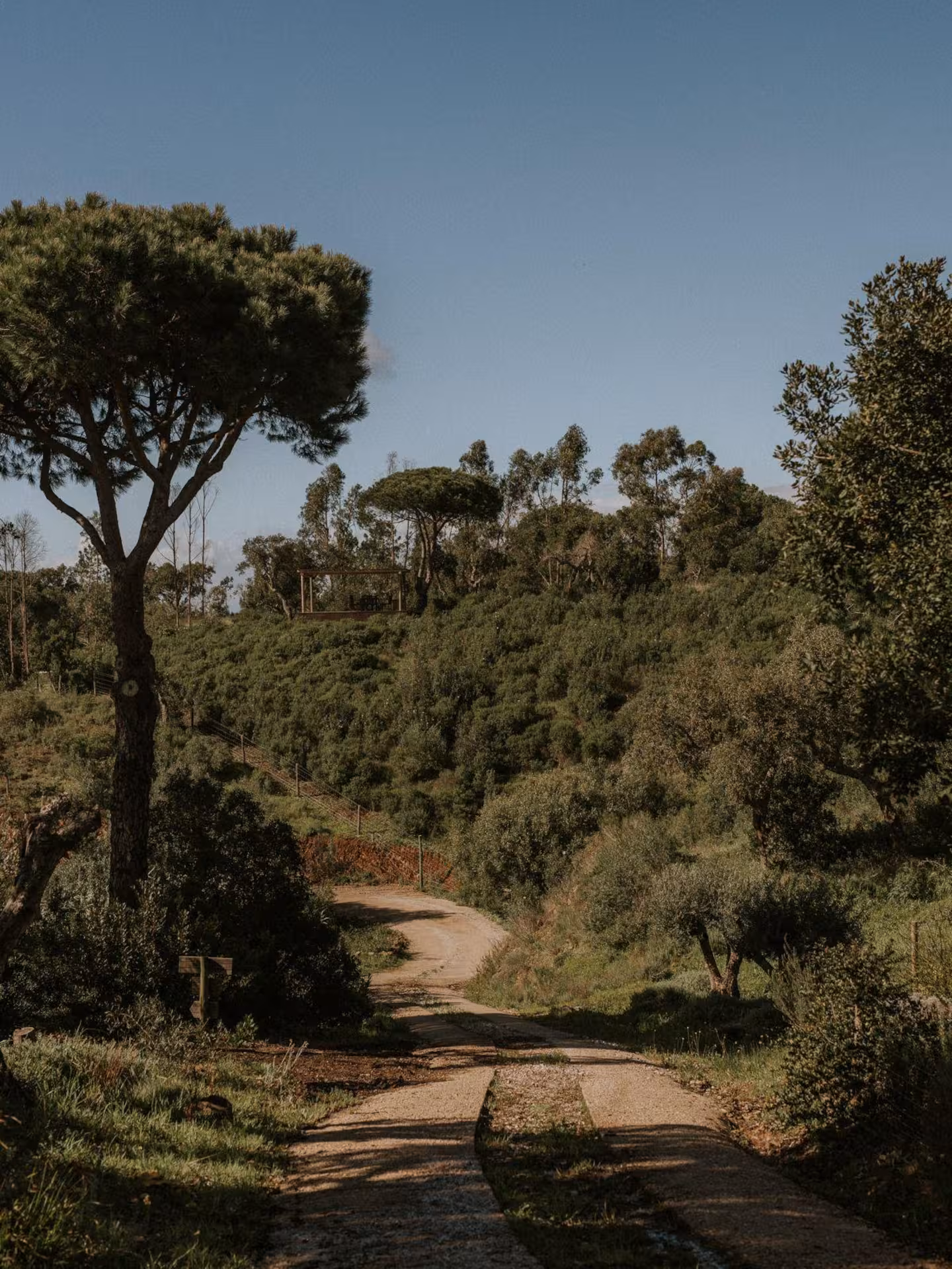 Dirt path through the cork oaks